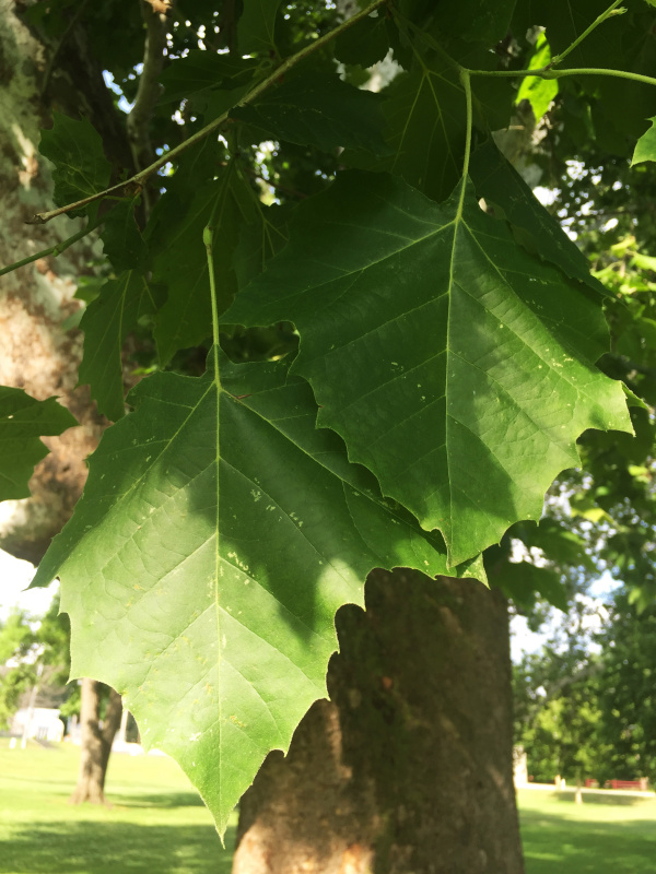 American Sycamore: A Crown Fit For A King - Venerable Trees